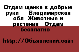 Отдам щенка в добрые руки.  - Владимирская обл. Животные и растения » Отдам бесплатно   